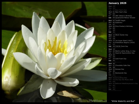 White Waterlily and Bud