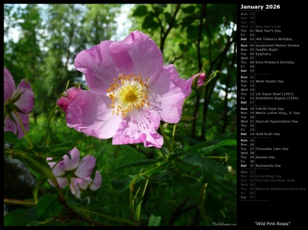 Wild Pink Roses