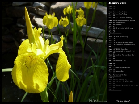 Yellow Irises