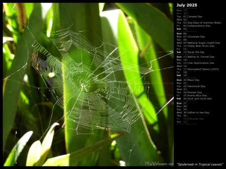 Spiderweb in Tropical Leaves