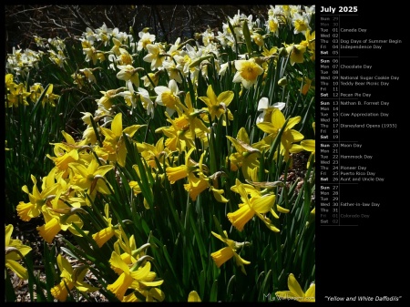 Yellow and White Daffodils