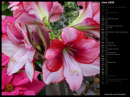 Amaryllis and Poinsettia