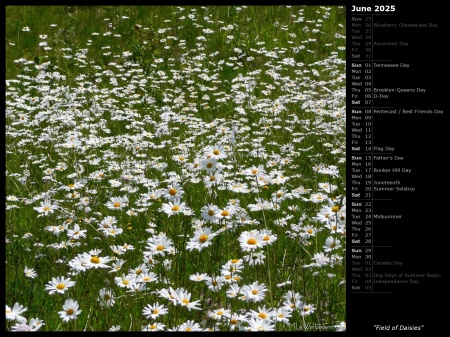 Field of Daisies