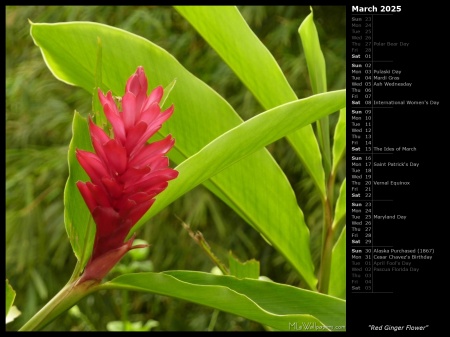 Red Ginger Flower