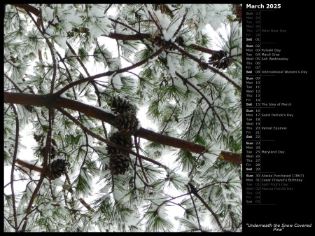 Underneath the Snow Covered Pine