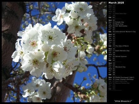 White Blossoms I