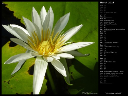 White Waterlily II