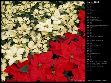 White and Red Poinsettias I