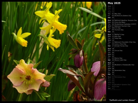 Daffodils and Lenten Roses