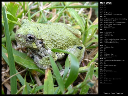 Eastern Grey Treefrog