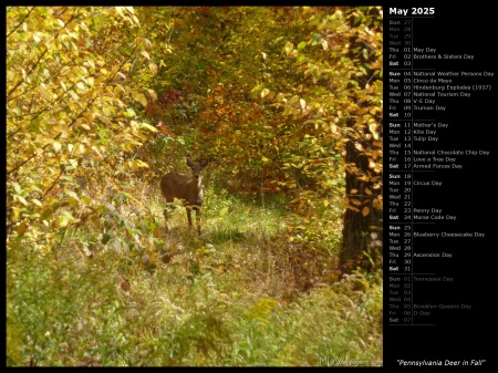 Pennsylvania Deer in Fall