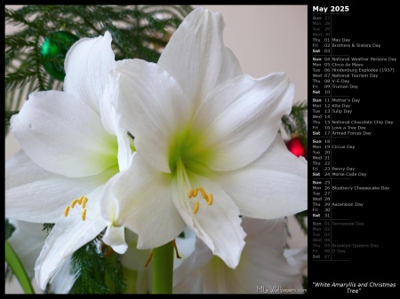 White Amaryllis and Christmas Tree