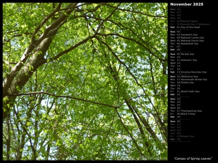 Canopy of Spring Leaves