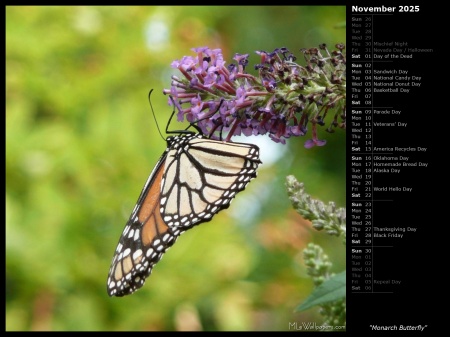 Monarch Butterfly