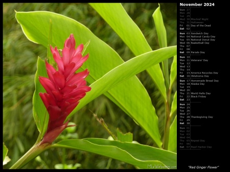 Red Ginger Flower