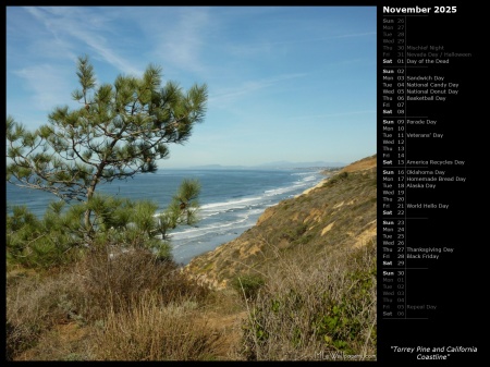 Torrey Pine and California Coastline