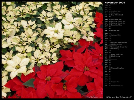 White and Red Poinsettias I