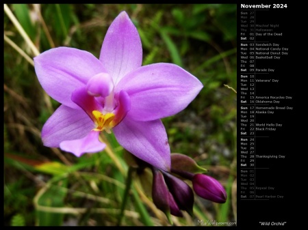 Wild Orchid