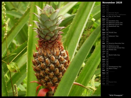 Wild Pineapple