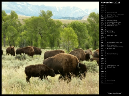 Wyoming Bison