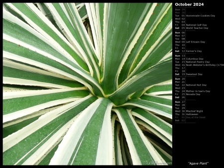 Agave Plant