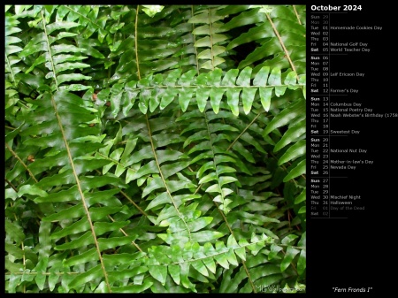 Fern Fronds I