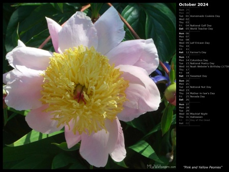 Pink and Yellow Peonies