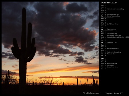 Saguaro Sunset III