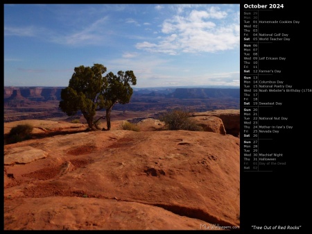 Tree Out of Red Rocks