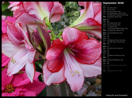 Amaryllis and Poinsettia