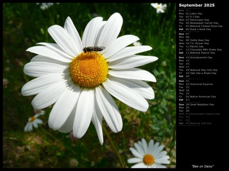 Bee on Daisy