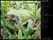 Eastern Grey Treefrog