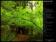 Maple Trees in Redwood Forest