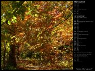 Canopy of Fall Leaves II