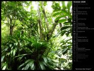 Dominican Rain Forest I