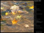 Fall Leaves in Pond