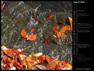 Fall Leaves in Waterfall