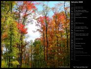 Fall Trees and Blue Sky