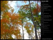 Looking Up to Fall Leaves I