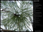 Snowy Pine Needles