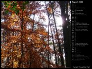 Sunlight Through Fall Tree