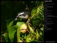 Bananaquit Bird Eating