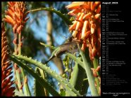 Black-Chinned Hummingbird in Flight