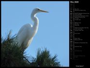 Great Egret