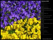 Purple and Yellow Violas