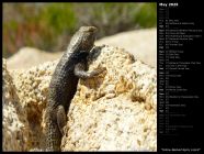 Yellow-Backed Spiny Lizard