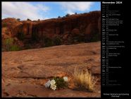 Arches Slickrock and Evening Primrose