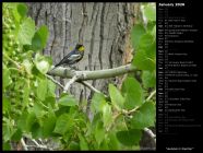 Audubon's Warbler