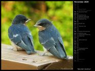 Baby Barn Swallows