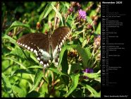 Black Swallowtail Butterfly